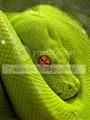 greensnake